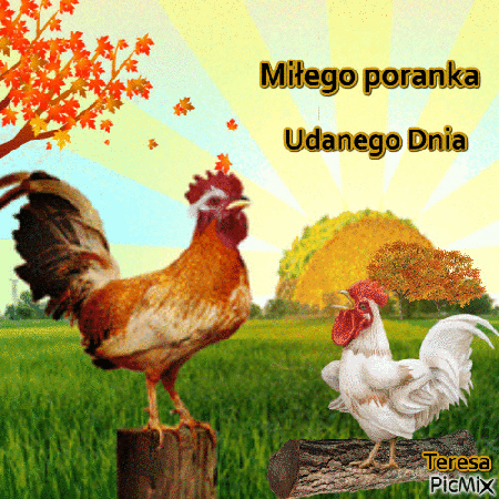 Miłego poranka udanego dnia życzy piejący kogut